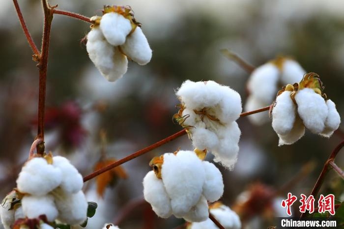 朵朵棉花吐絮盛開(kāi)。　劉艷敏 攝