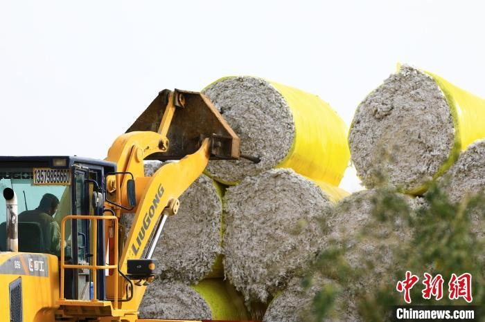 叉車將采棉機(jī)吐出的“金蛋蛋”裝車。　高雙強(qiáng) 攝