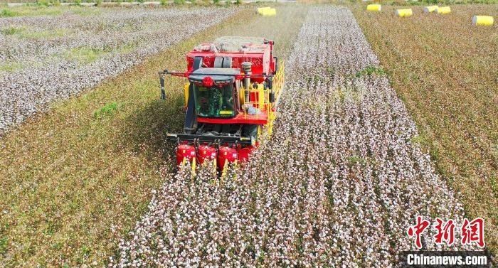 采棉機(jī)正在采收棉花，猶如在五線譜上跳動(dòng)的音符，正在演奏豐收的樂(lè)章?！∷谓?攝
