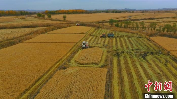 圖為科右中旗杜爾基鎮(zhèn)雙金嘎查的萬(wàn)畝水稻田進(jìn)入集中收割期?！≮w殿威 攝
