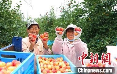 圖為興安盟沙果迎豐收?！】朴仪捌煳麄鞑抗﹫D