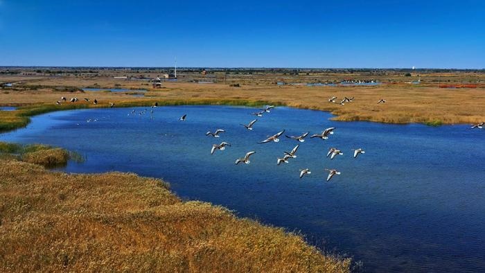 △黃河三角洲擁有天然蘆葦270平方公里，是東北亞內(nèi)陸和環(huán)西太平洋鳥類遷徙重要的“中轉(zhuǎn)站”、越冬地和繁殖地。(總臺(tái)央視記者李煒、程鋮拍攝)