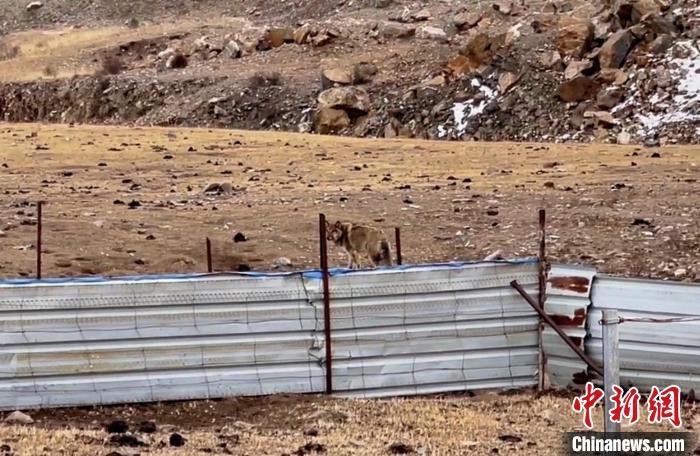 圖為闖入村民家中的野狼?！∨d海縣公安局溫泉派出所供圖