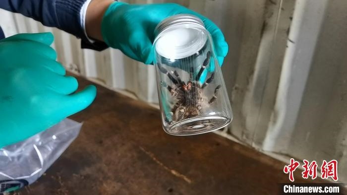 張家港海關(guān)工作人員截獲捕鳥蛛?！⊥踅〕?攝