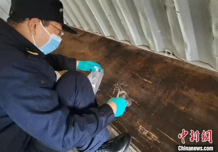 張家港海關(guān)工作人員截獲捕鳥蛛?！⊥踅〕?攝