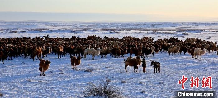 進(jìn)入冬季，駱駝在戈壁灘上散養(yǎng)?！」o琨 攝