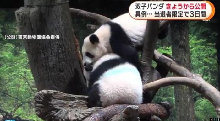 12日，日本東京上野動(dòng)物園的旅日雙胞胎熊貓開始同游客見面。(圖片來源：日本富士電視臺(tái)視頻截圖)