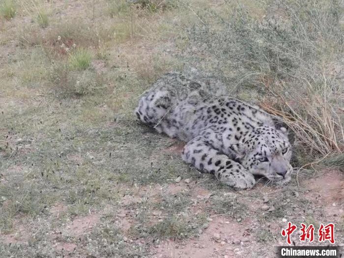 圖為在四子王旗發(fā)現(xiàn)的雪豹(資料圖)?！∷淖油跗炀焦﹫D