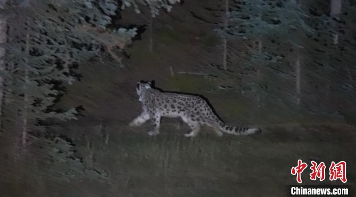 圖為被放歸自然的雪豹(資料圖)。　內(nèi)蒙古林草局供圖。