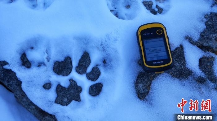 圖為疑似放歸雪豹的足跡(資料圖)?！?nèi)蒙古賀蘭山國家級自然保護(hù)區(qū)供圖