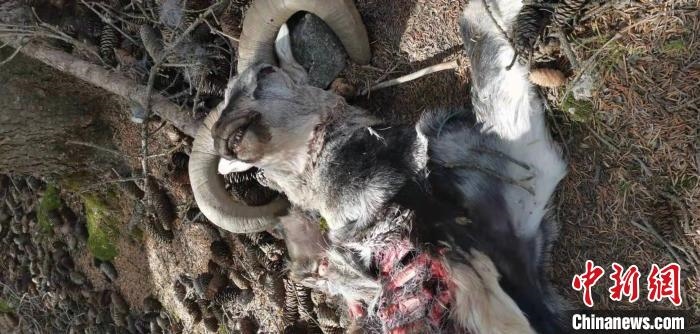 圖為疑似雪豹捕食巖羊的殘骸(資料圖)。　內(nèi)蒙古賀蘭山國家級自然保護(hù)區(qū)供圖