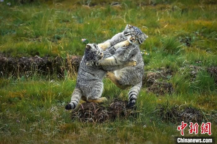 圖為作品《難分伯仲》?！〗股?攝