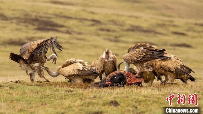 圖為作品《聚會(huì)》?！℃夭疾夭爬?攝