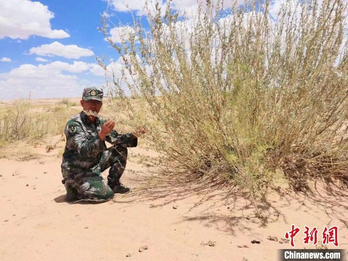 圖為謝寶民查看梭梭長勢?！∈茉L者供圖