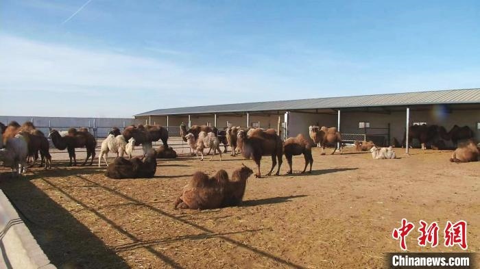 圖為額濟(jì)納旗駝奶產(chǎn)業(yè)基地?！⊥蹰L梅 攝