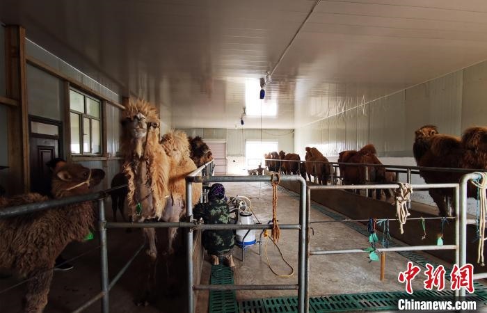 圖為共人正在給駱駝擠奶。　王長梅 攝