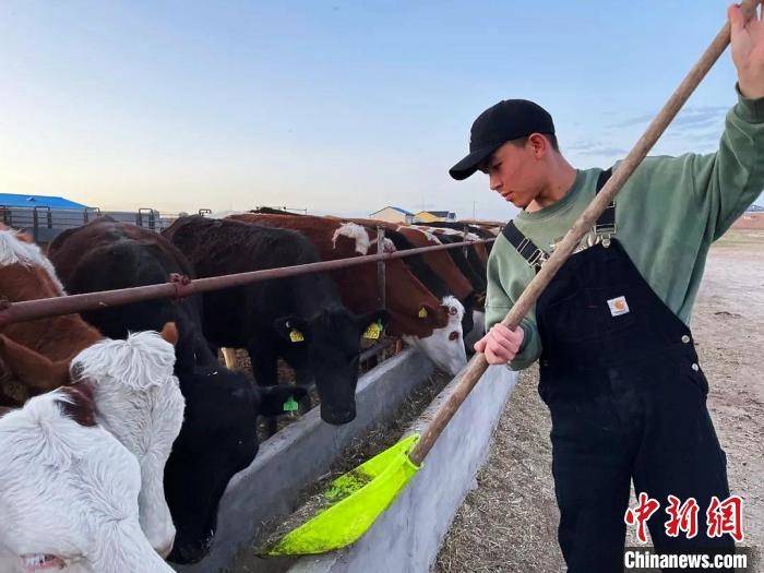 圖為敖木希勒在喂牛?！“侥鞠＠展﹫D