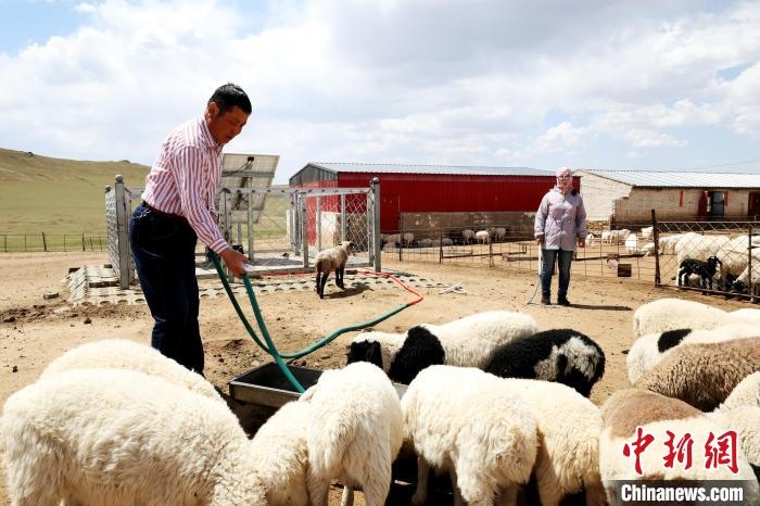 圖為圖門達(dá)來在喂羊?！埵鹧?攝