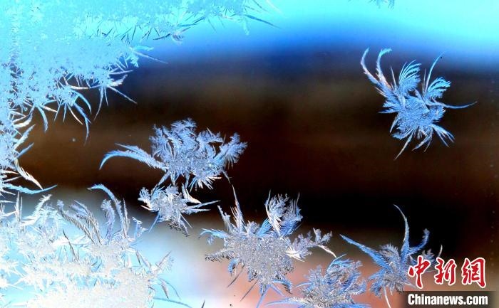 玉樹瓊枝盈滿窗。　孫書程 攝