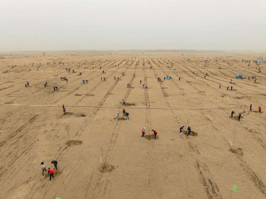 在高力板鎮(zhèn)花道卜和沙木嘎嘎查治理區(qū)，廣大干部群眾手植新綠，播種希望 （攝影：包寶音德力格爾）.JPG