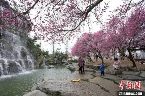 2月23日，市民在乾藝梅園景區(qū)觀賞綻放的梅花。陳興輝 攝