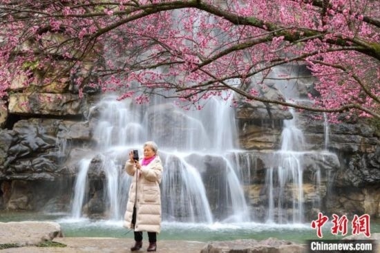 2月23日，市民在乾藝梅園景區(qū)拍攝綻放的梅花。瞿宏倫 攝