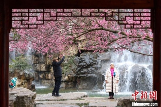 2月23日，市民在乾藝梅園景區(qū)觀賞拍攝綻放的梅花。瞿宏倫 攝