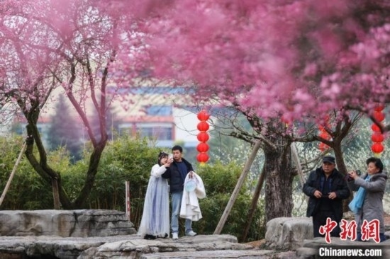 2月23日，市民在乾藝梅園景區(qū)觀賞綻放的梅花。瞿宏倫 攝