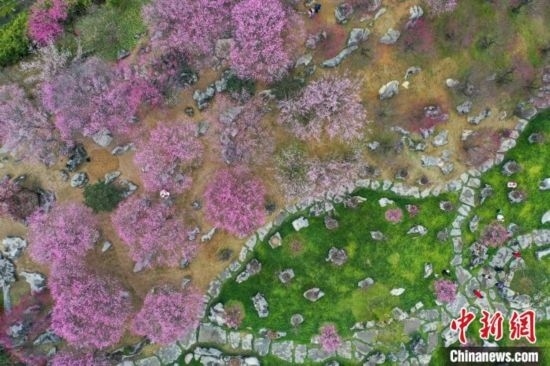 2月23日，航拍乾藝梅園景區(qū)綻放的梅花。瞿宏倫 攝