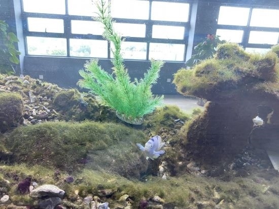 圖為寶鋼湛江鋼鐵水控中心，觀賞海魚在鋼渣漁礁里游動