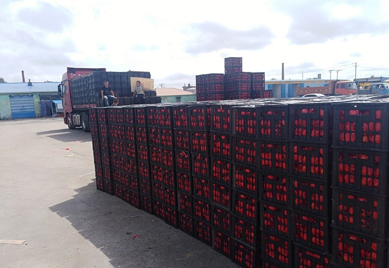 　　外銷的蔬菜在市場(chǎng)等待拉運(yùn)。受訪者供圖