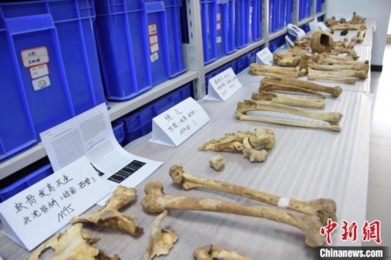 圖為已清理完畢的骨骼標(biāo)本。王宇 攝