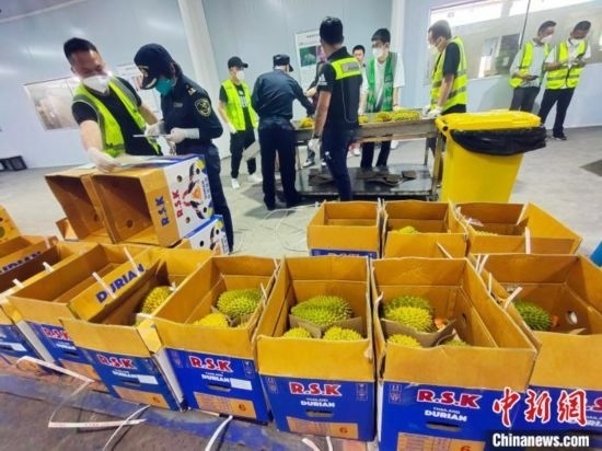 圖為海關(guān)關(guān)員對(duì)進(jìn)口榴蓮進(jìn)行查驗(yàn)。黃艷梅 攝