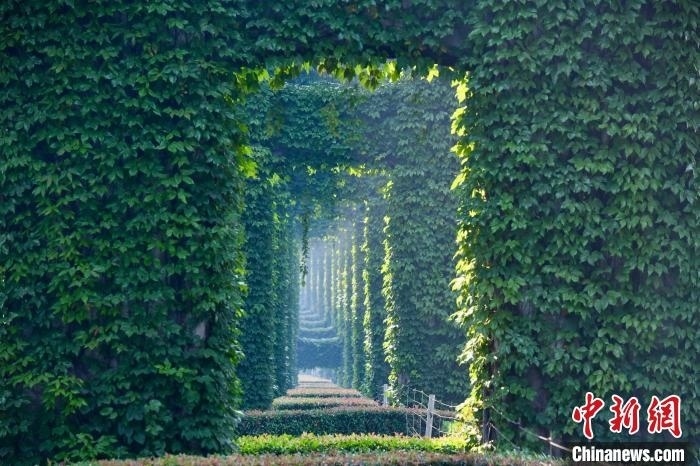 成都二環(huán)高架橋墩被植被爬滿，形成“綠野仙蹤”景觀?！埨?攝