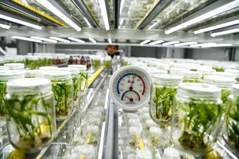 工作人員在貴陽市開陽縣南江蔬菜良種繁育中心的組培中心查看姜苗生長情況（2023年5月23日攝）。新華社記者 楊文斌 攝