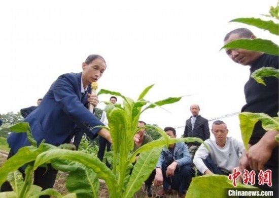 “鄉(xiāng)村學(xué)堂”田間現(xiàn)場(chǎng)教學(xué)。(資料圖) 唐濤華 攝