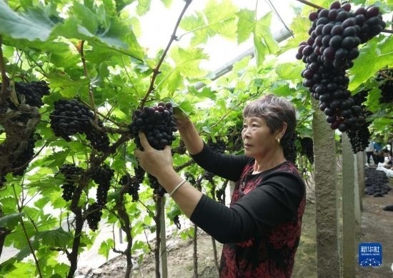 5月26日，唐山市海港經(jīng)濟(jì)開(kāi)發(fā)區(qū)王灘鎮(zhèn)趙灘村農(nóng)民在大棚內(nèi)采摘葡萄。