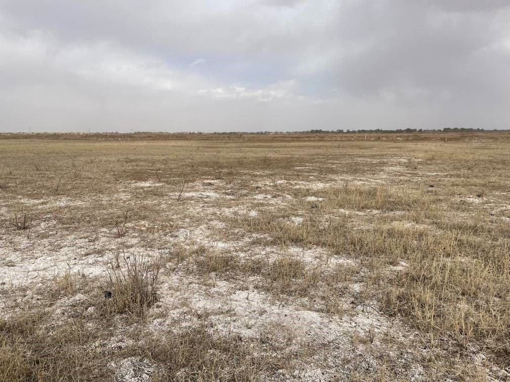 撂荒后的部分地塊已現(xiàn)鹽堿。 人民網(wǎng)記者 楊喬攝