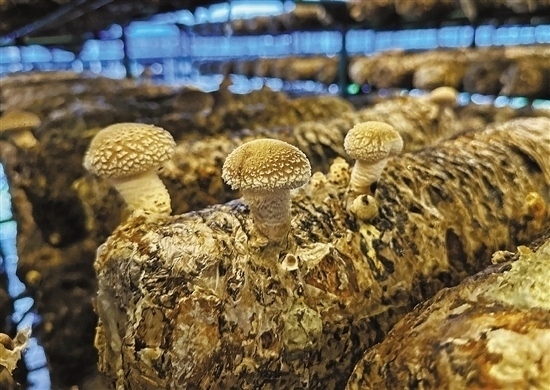 龍游數(shù)智大棚種植的花菇。 記者 祝梅 攝