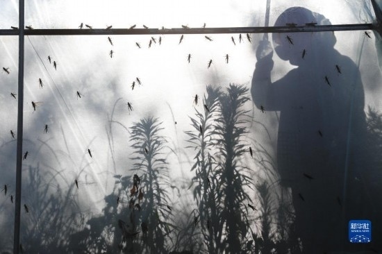 6月21日，山東省樂(lè)陵市西段鄉(xiāng)岔河村東亞飛蝗養(yǎng)殖基地的養(yǎng)殖戶在大棚內(nèi)忙碌。新華社記者 范長(zhǎng)國(guó) 攝