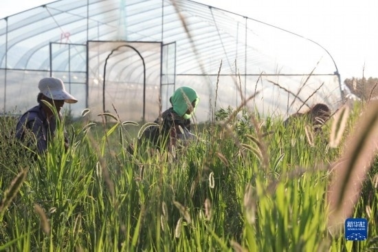 6月21日，山東省樂(lè)陵市西段鄉(xiāng)岔河村東亞飛蝗養(yǎng)殖基地的螞蚱養(yǎng)殖戶在割草。新華社記者 范長(zhǎng)國(guó) 攝