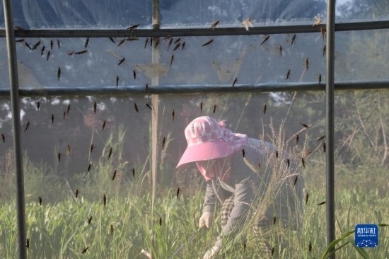 6月21日，山東省樂(lè)陵市西段鄉(xiāng)岔河村東亞飛蝗養(yǎng)殖基地的螞蚱養(yǎng)殖戶在割草。新華社記者 范長(zhǎng)國(guó) 攝