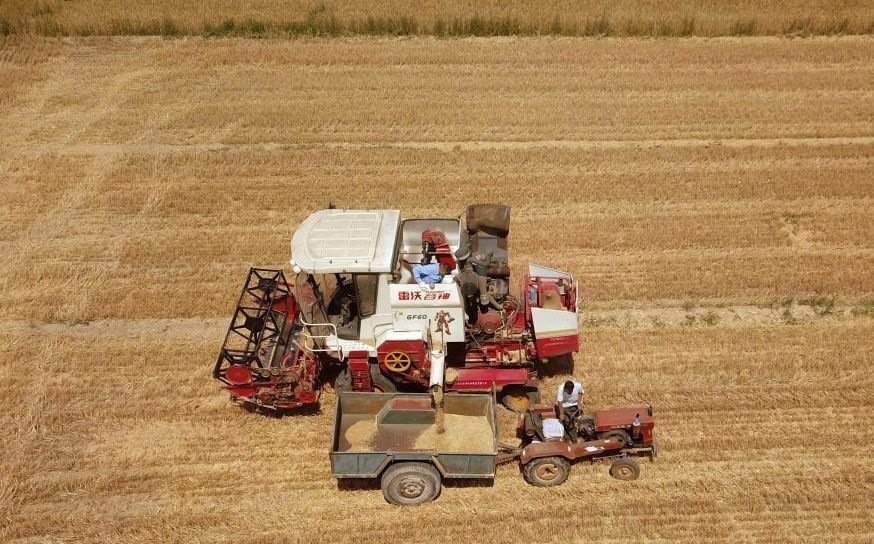 2023年6月14日，在山東省臨邑縣林子鎮(zhèn)，聯(lián)合收割機在收獲小麥。