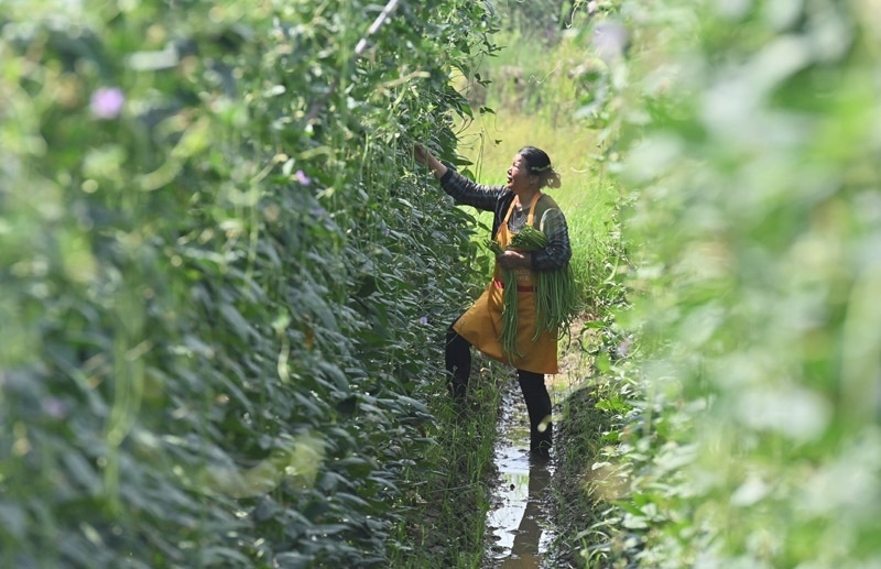 2023年6月15日，在廣西柳州市鹿寨縣中渡鎮(zhèn)石墨村，村民在高標準農(nóng)田里采收豆角。