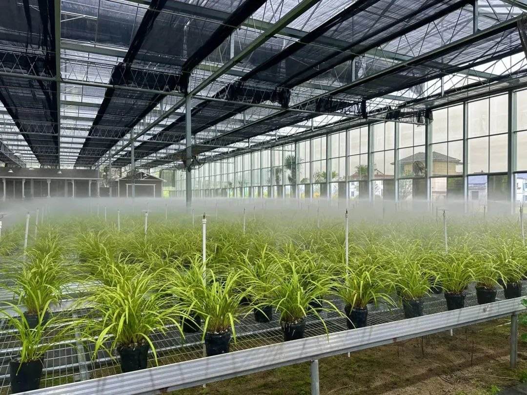 浙江省紹興市柯橋區(qū)漓渚鎮(zhèn)棠棣村的蘭花種植基地。靜玄 攝