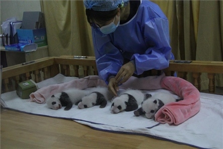 成都大熊貓繁育研究基地成立于1987年，先后攻克了大熊貓人工飼養(yǎng)與管理、繁殖與育幼、疾病防控與種群遺傳管理等關(guān)鍵技術(shù)難題，建成全球最大的大熊貓人工繁育遷地保護(hù)種群，數(shù)量達(dá)230余只。（圖片來(lái)源：成都大熊貓繁育研究基地網(wǎng)站）