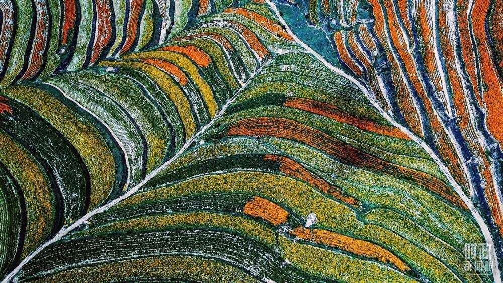 寧夏彭陽縣。萬壽菊與格?；ㄊ㈤_在錯落的山間梯田上。（總臺國廣記者李晉拍攝）