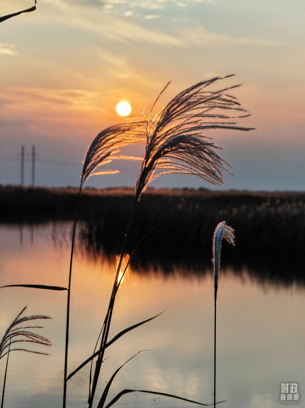 2021年10月，習近平赴山東東營考察黃河入?？?。黃河三角洲濕地，蘆葦飄蕩。（總臺央視記者彭漢明拍攝）