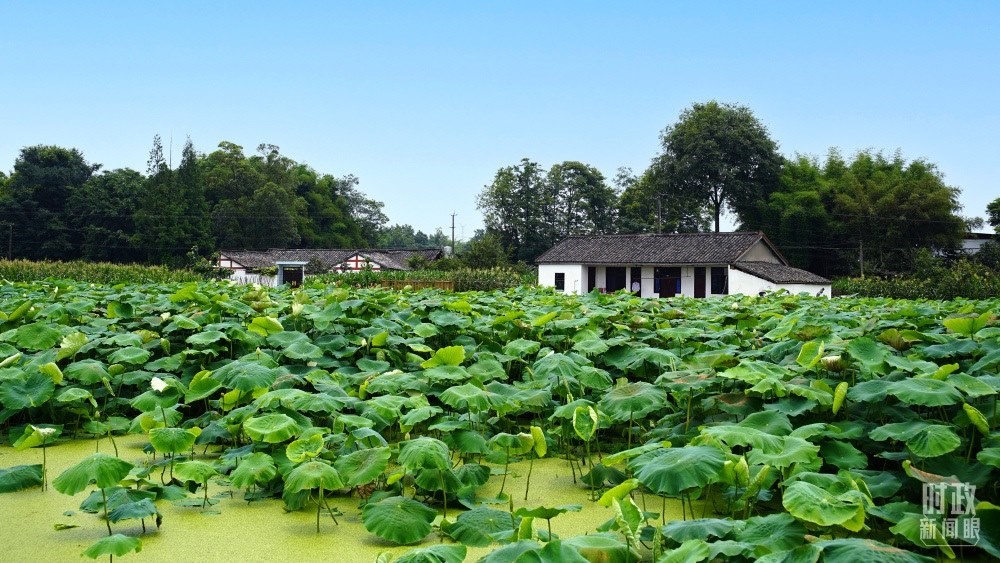 四川眉山，永豐村荷塘。2022年6月，習近平曾到此調研鄉(xiāng)村振興情況。（總臺央廣記者潘毅拍攝）