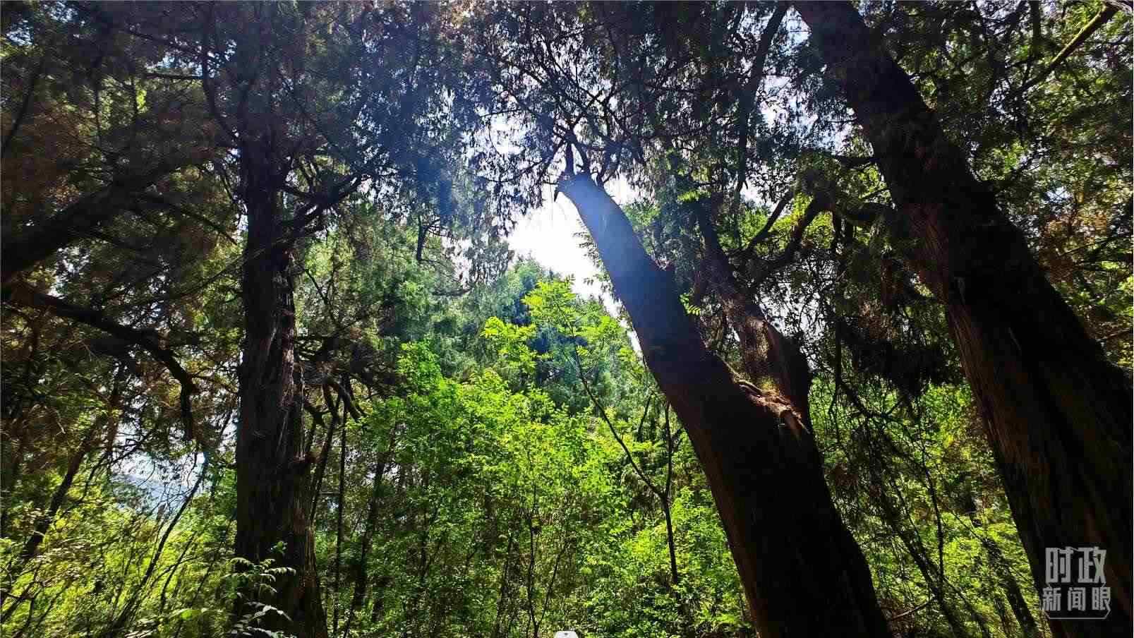 △翠云廊內(nèi)，古柏郁郁蔥蔥。（總臺央視記者程鋮拍攝）